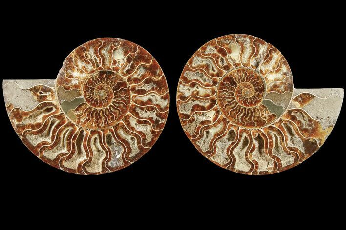 Agatized, Cut & Polished Ammonite Fossil - Madagasar #184289